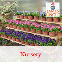 Nursery Mr. Babai Ghatak in Maslandapur